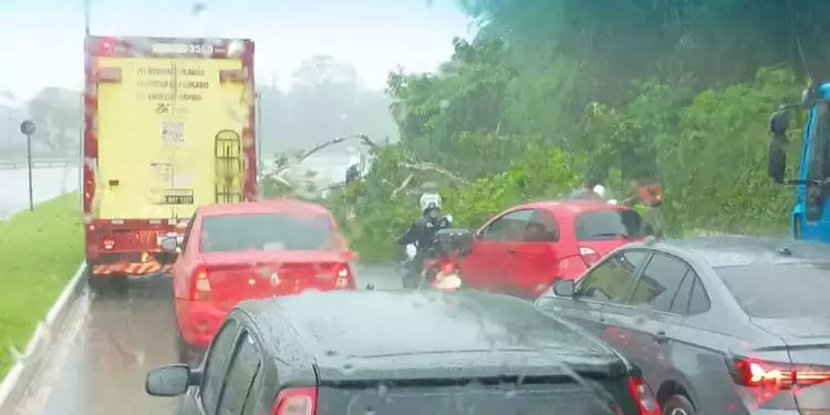 Duas árvores caem em meio à chuva na Grande Belém